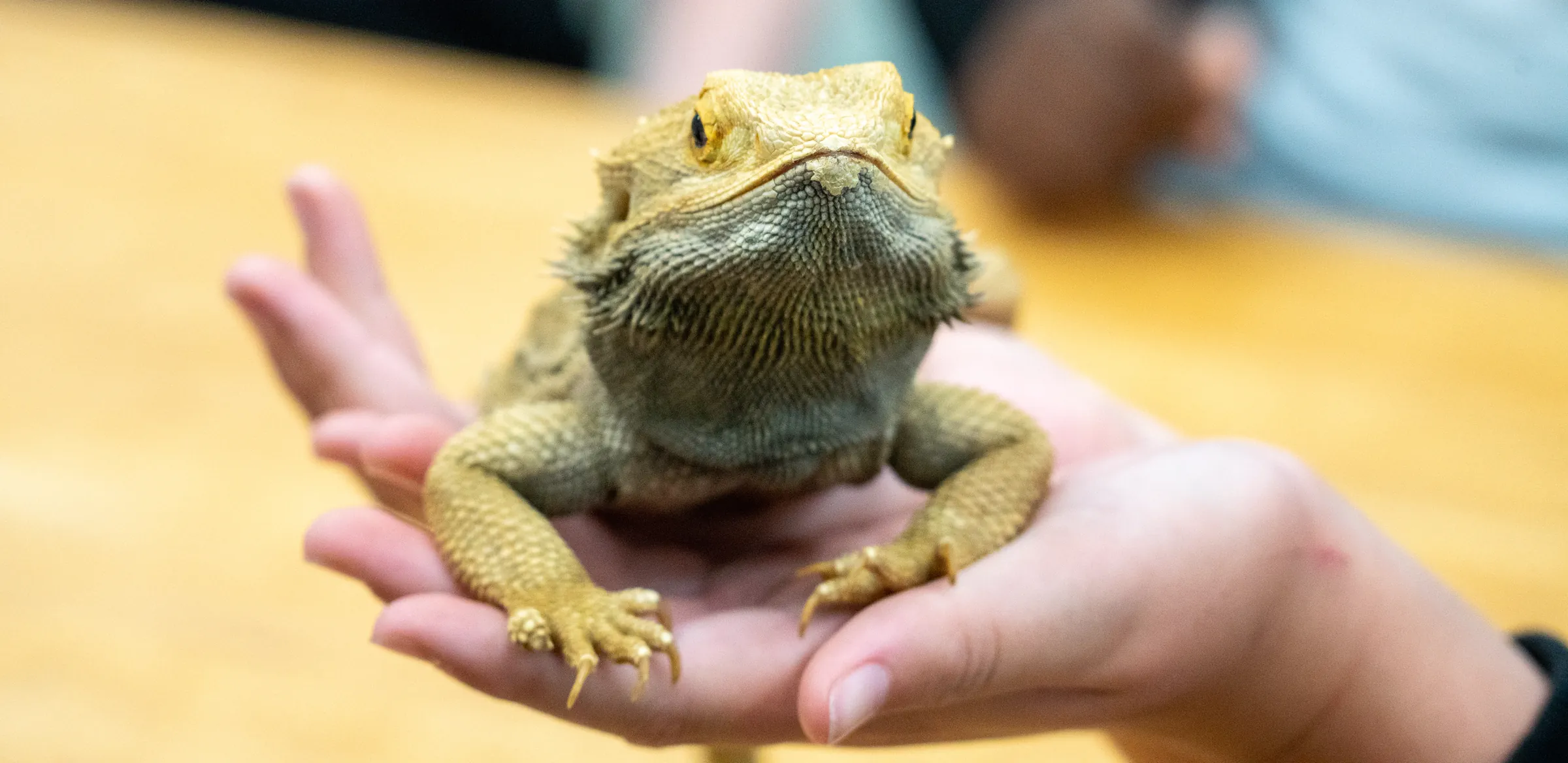 A bearded dragon sitting on a student’s open hand.