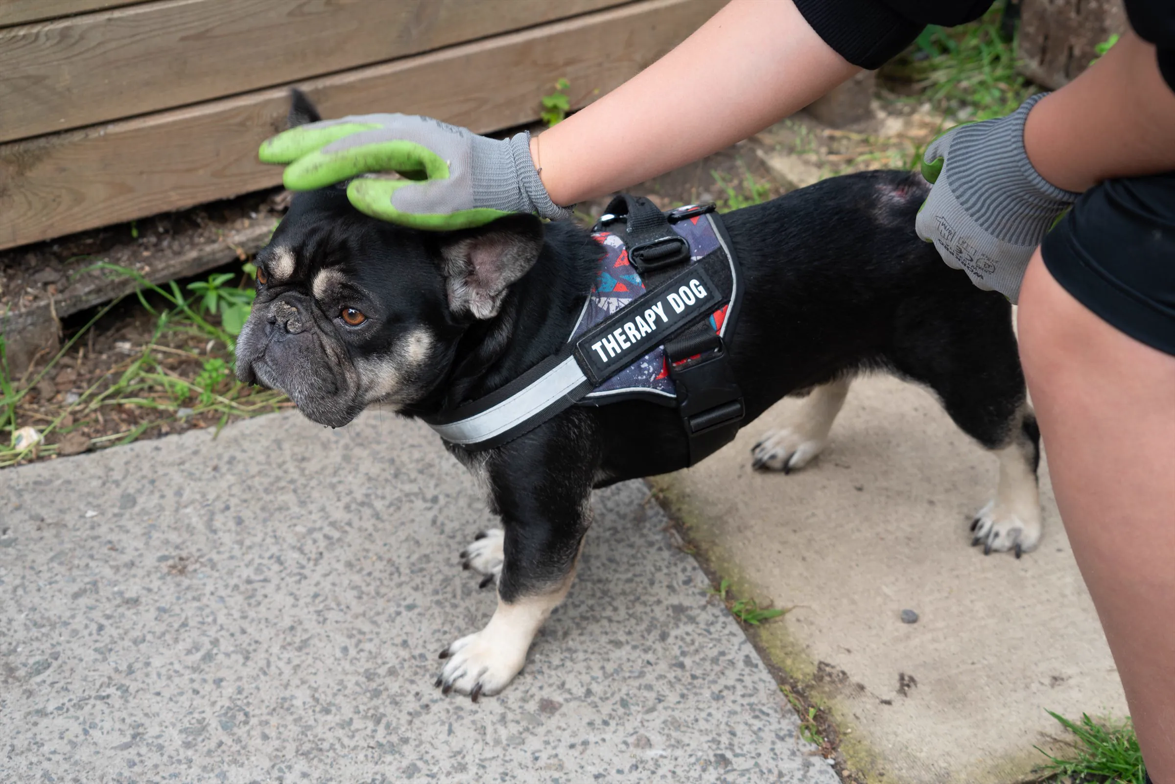 Bruno, the school therapy dog, wearing his Therapy Dog harness while his head is gently stroked.