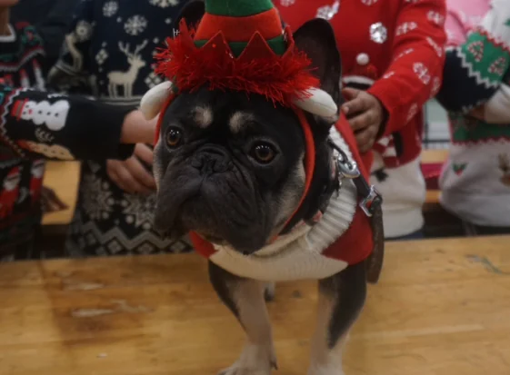 Bruno, a French bulldog, wearing a Christmas jumper and hat while a student strokes him.