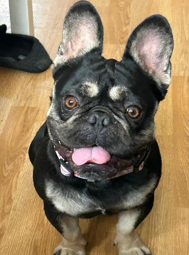 Bruno sitting on a wooden floor, looking up at the camera.
