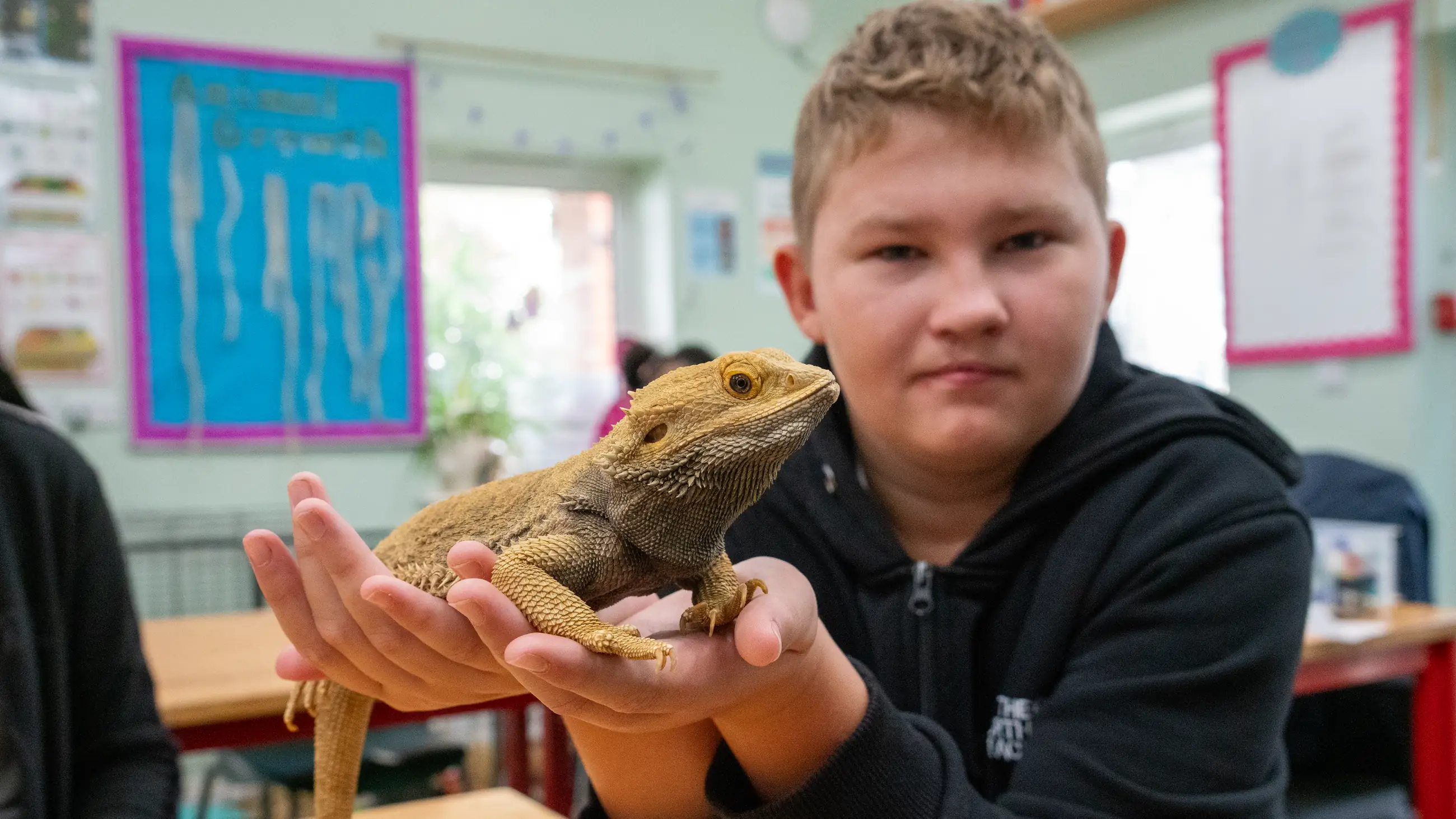 A student holding a bearded dragon in cupped hands at a classroom table.