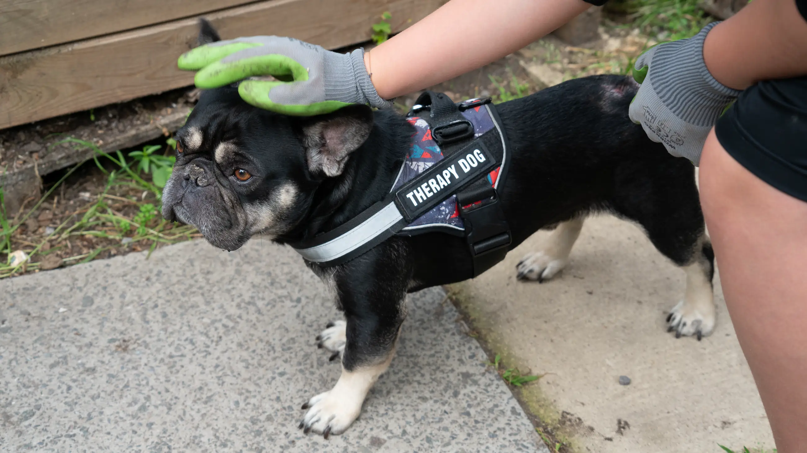 Bruno, the school therapy dog, standing on a path in his Therapy Dog harness while his head is gently stroked.